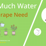 how often to water sea grape