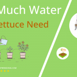 how often to water sea lettuce