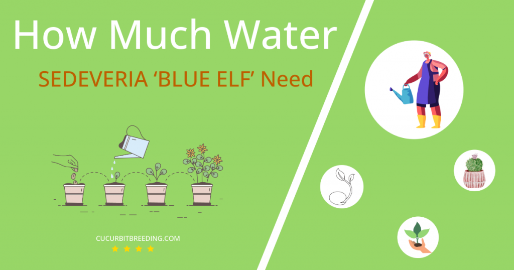 how often to water sedeveria blue elf