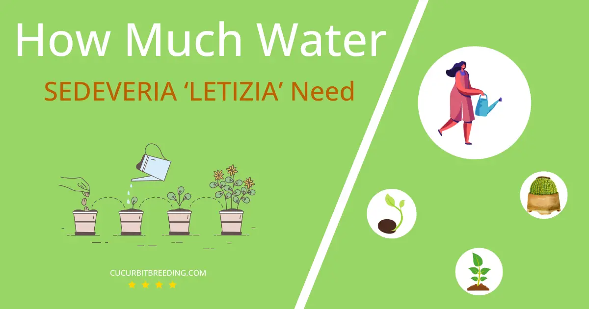 how often to water sedeveria letizia