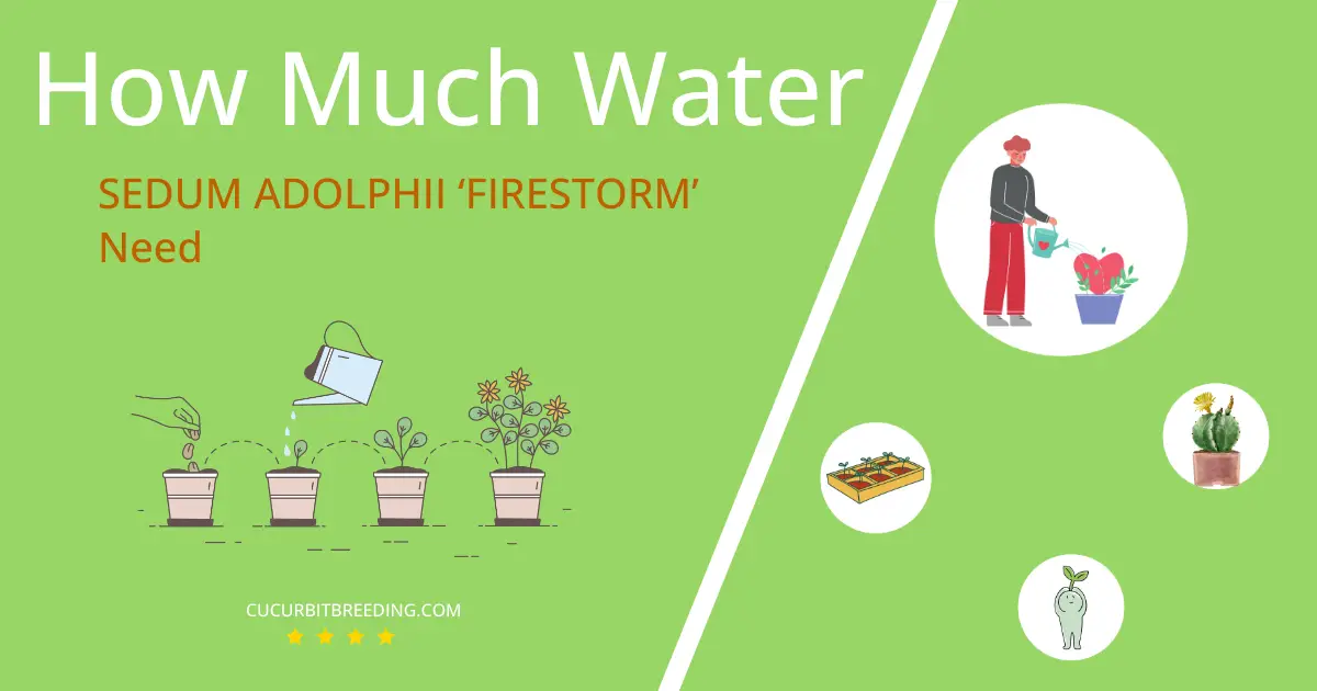 how often to water sedum adolphii firestorm