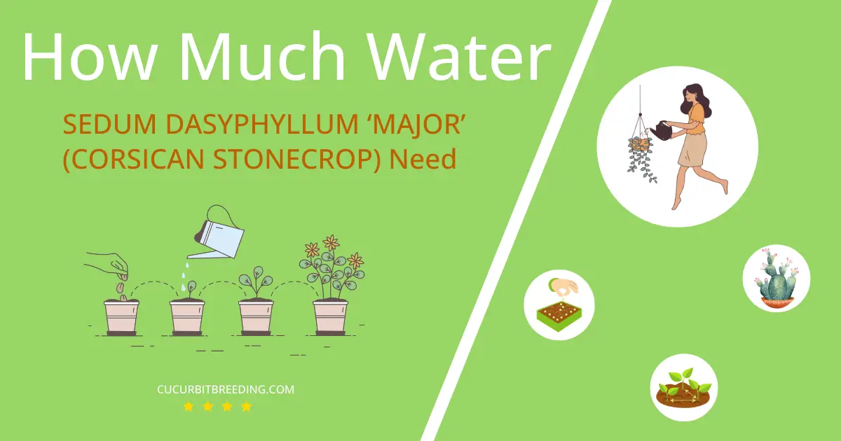 how often to water sedum dasyphyllum major corsican stonecrop