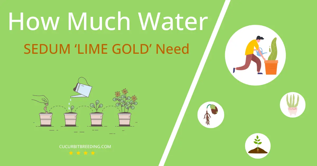 how often to water sedum lime gold