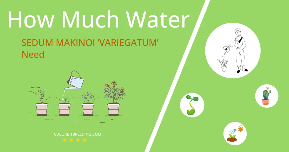how often to water sedum makinoi variegatum