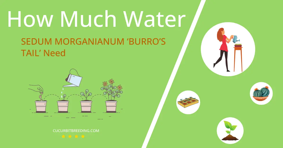 how often to water sedum morganianum burros tail
