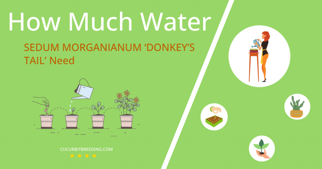 how often to water sedum morganianum donkeys tail