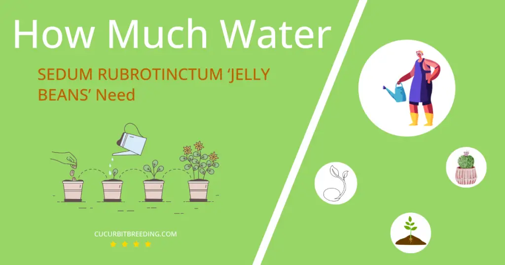 how often to water sedum rubrotinctum jelly beans