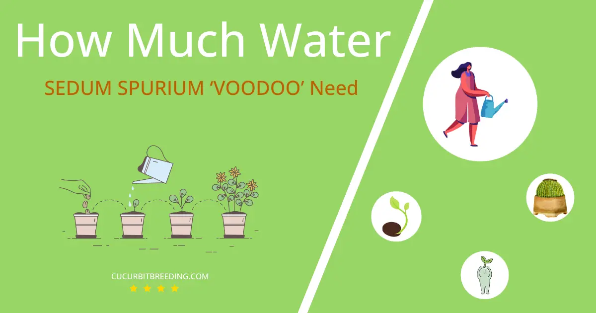 how often to water sedum spurium voodoo