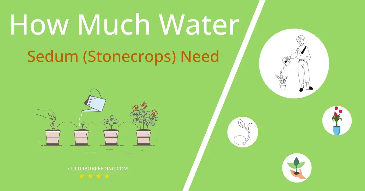 how often to water sedum stonecrops