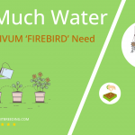 how often to water sempervivum firebird