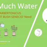 how often to water senecio barbertonicus succulent bush senecio