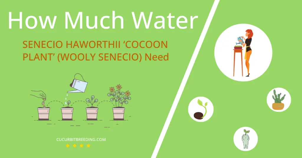 how often to water senecio haworthii cocoon plant wooly senecio