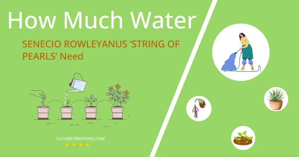 how often to water senecio rowleyanus string of pearls