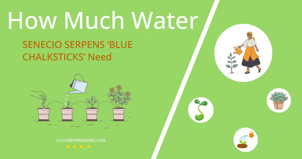 how often to water senecio serpens blue chalksticks