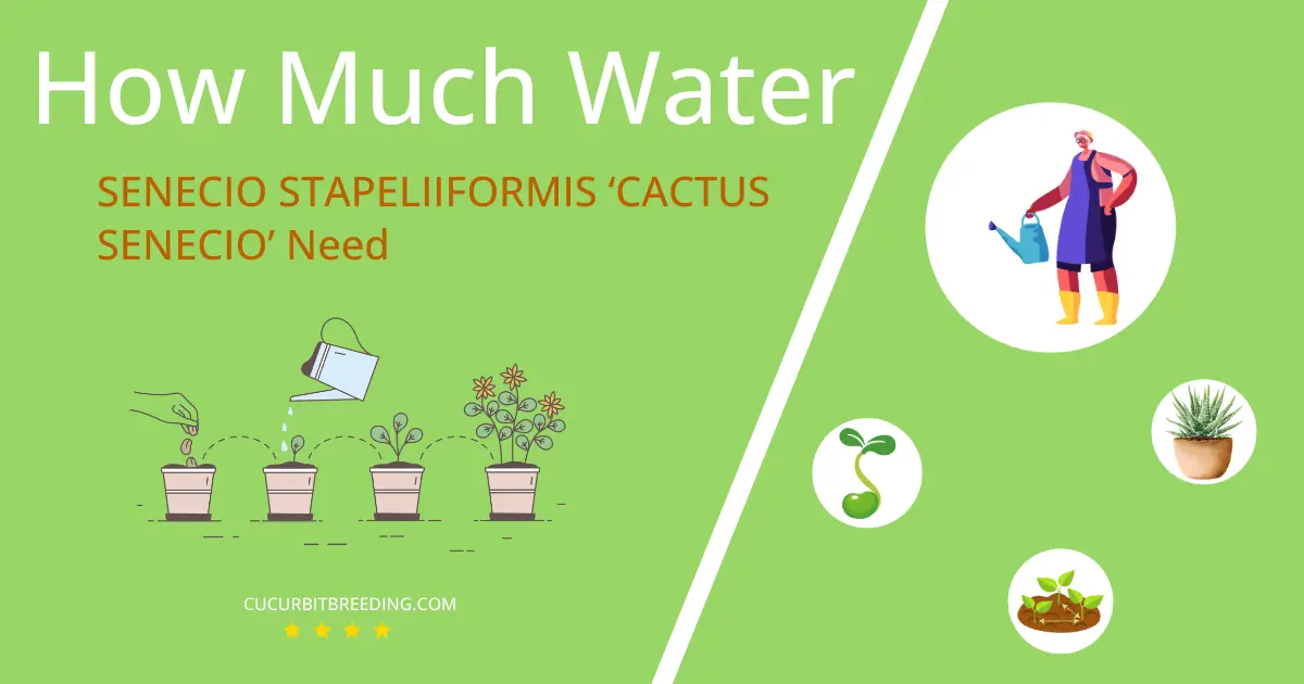 how often to water senecio stapeliiformis cactus senecio