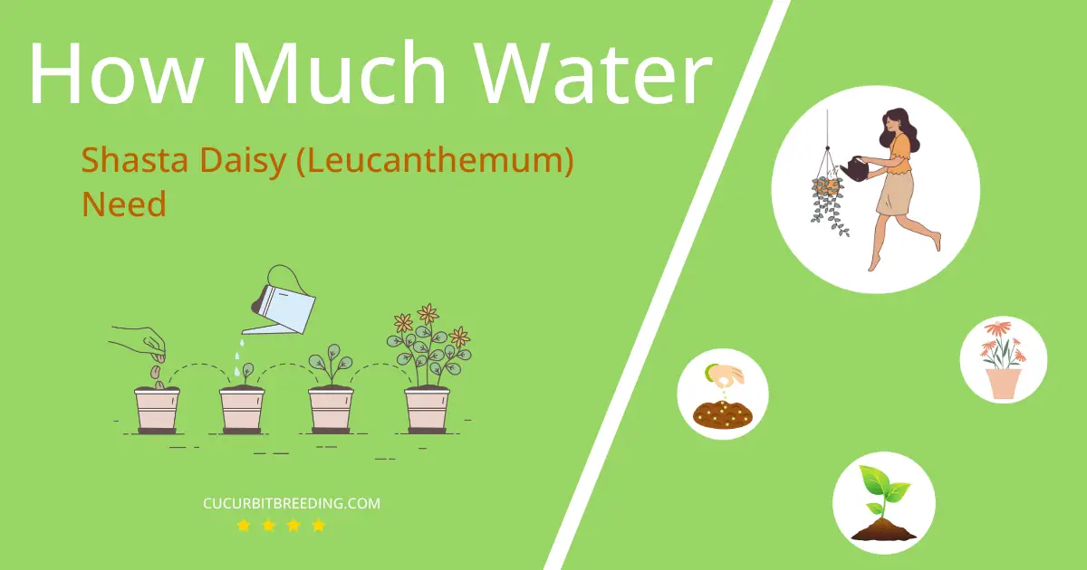 how often to water shasta daisy leucanthemum