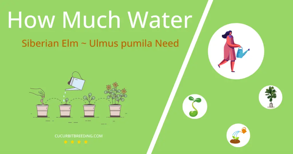 how often to water siberian elm ulmus pumila