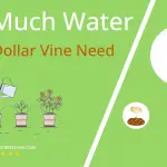 how often to water silver dollar vine