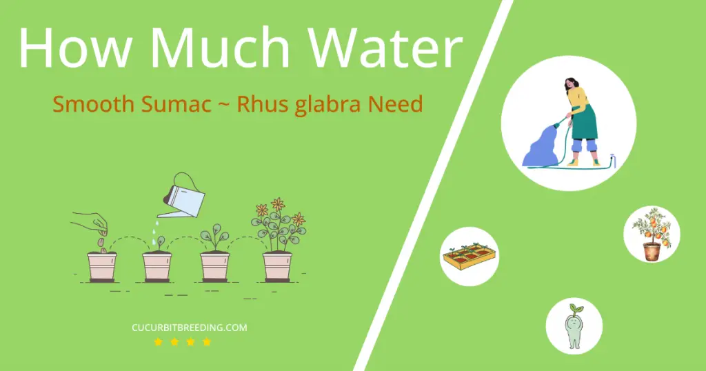 how often to water smooth sumac rhus glabra