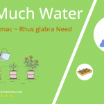 how often to water smooth sumac rhus glabra