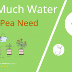 how often to water snap pea