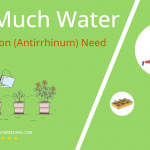 how often to water snapdragon antirrhinum