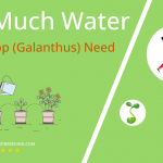 how often to water snowdrop galanthus