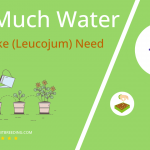 how often to water snowflake leucojum