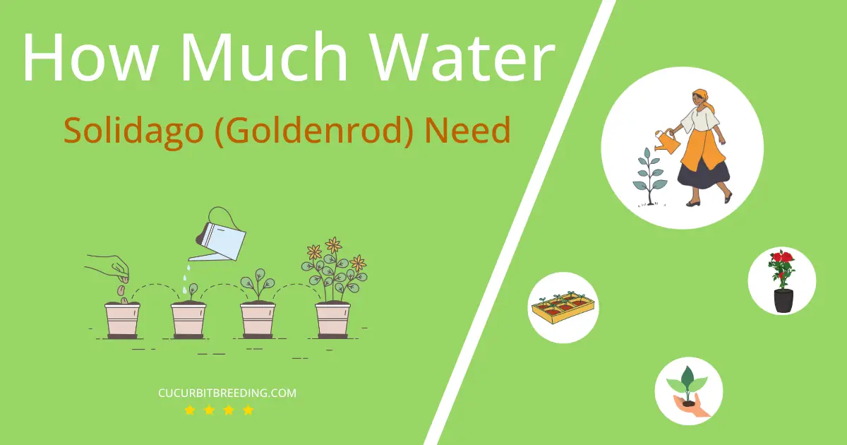 how often to water solidago goldenrod
