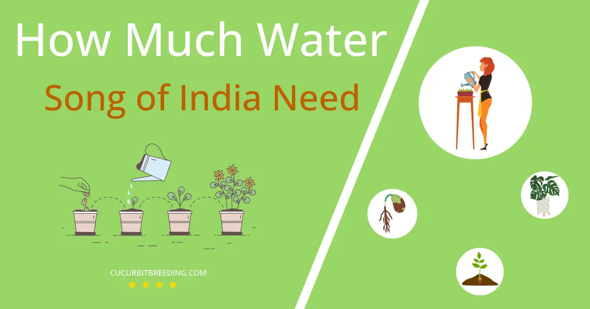 how often to water song of india