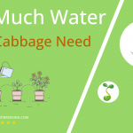 how often to water sour cabbage
