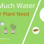 how often to water spider plant
