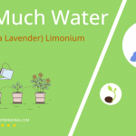 how often to water statice sea lavender limonium