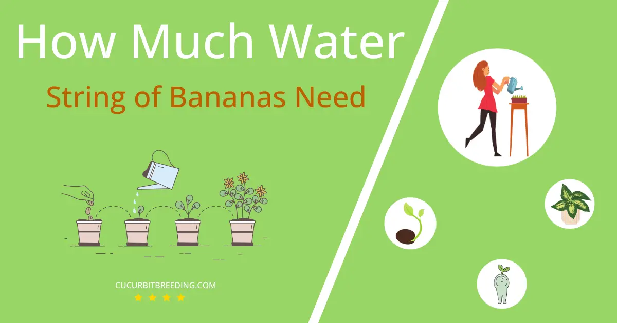 how often to water string of bananas