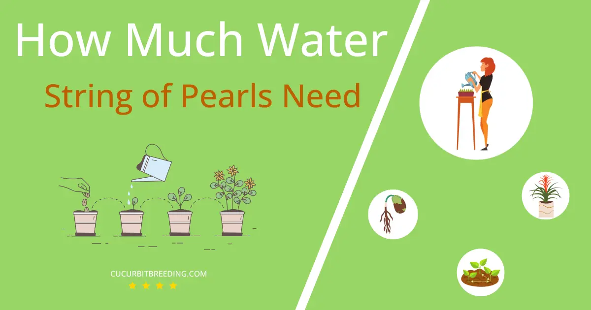 how often to water string of pearls