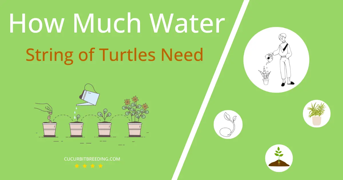 how often to water string of turtles