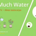 how often to water subalpine fir abies lasiocarpa