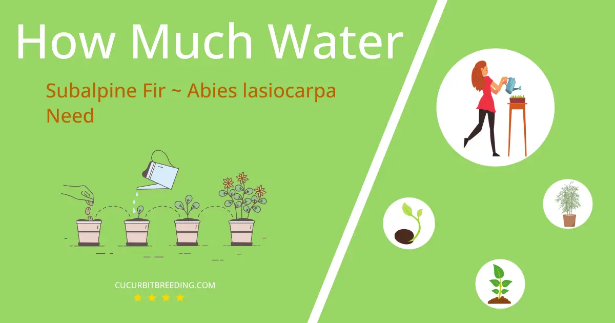 how often to water subalpine fir abies lasiocarpa