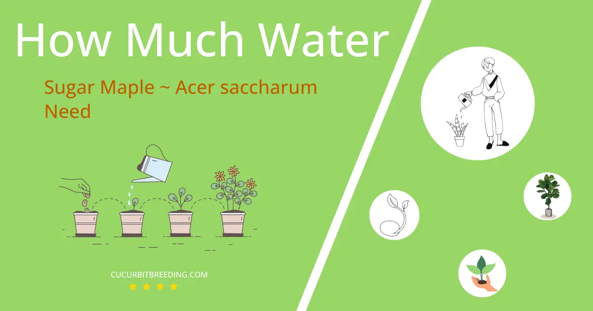 how often to water sugar maple acer saccharum