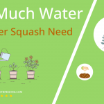 how often to water summer squash