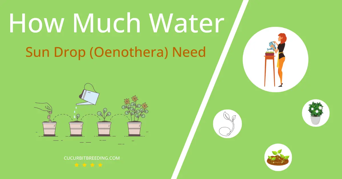 how often to water sun drop oenothera