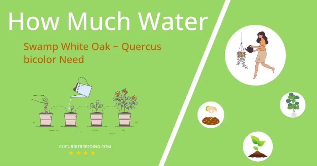how often to water swamp white oak quercus bicolor
