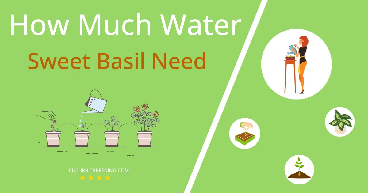 how often to water sweet basil