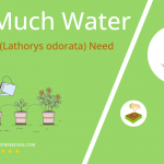how often to water sweet pea lathorys odorata
