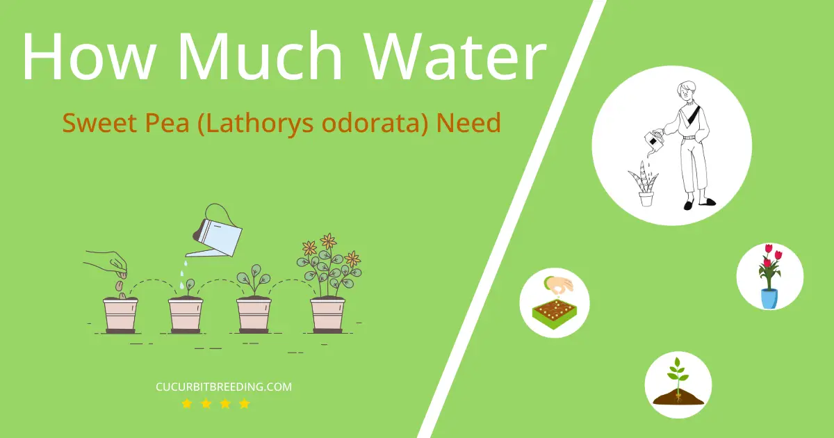 how often to water sweet pea lathorys odorata