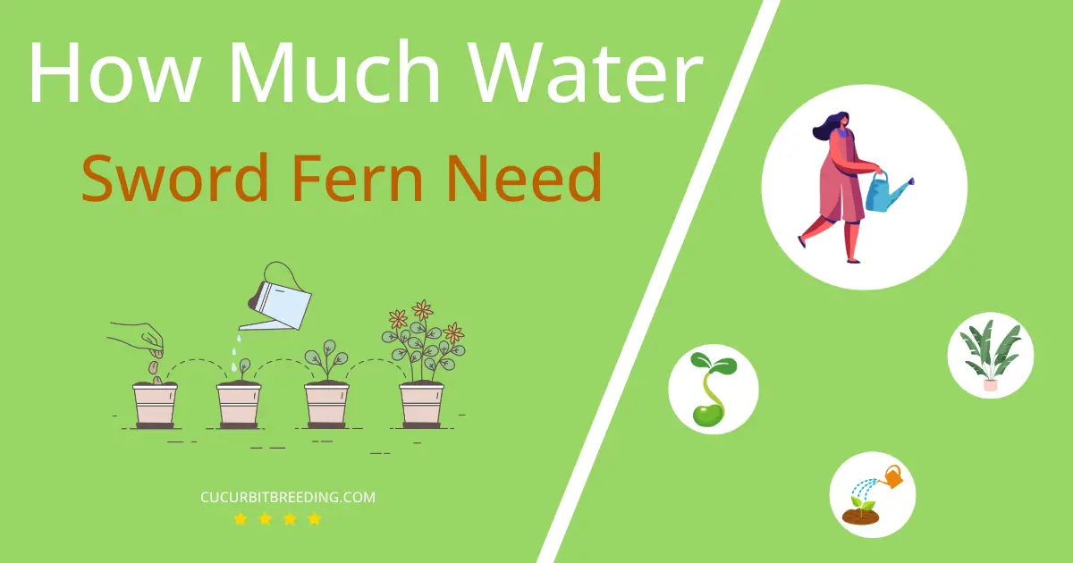 how often to water sword fern