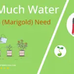 how often to water tagetes marigold