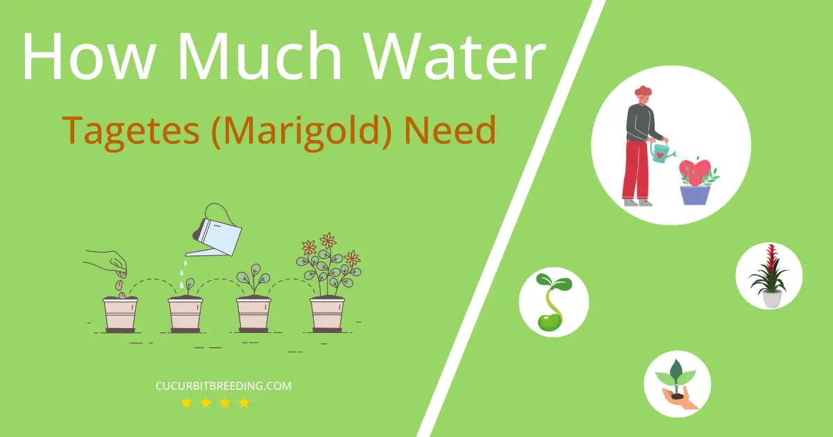 how often to water tagetes marigold