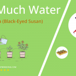 how often to water thunbergia black eyed susan