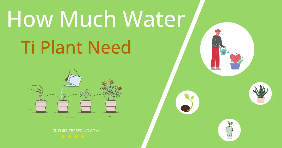 how often to water ti plant